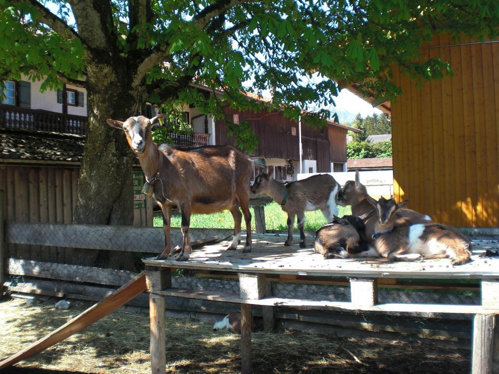 Familien-Bauernhof-Berghammer Rotta Værelse billede